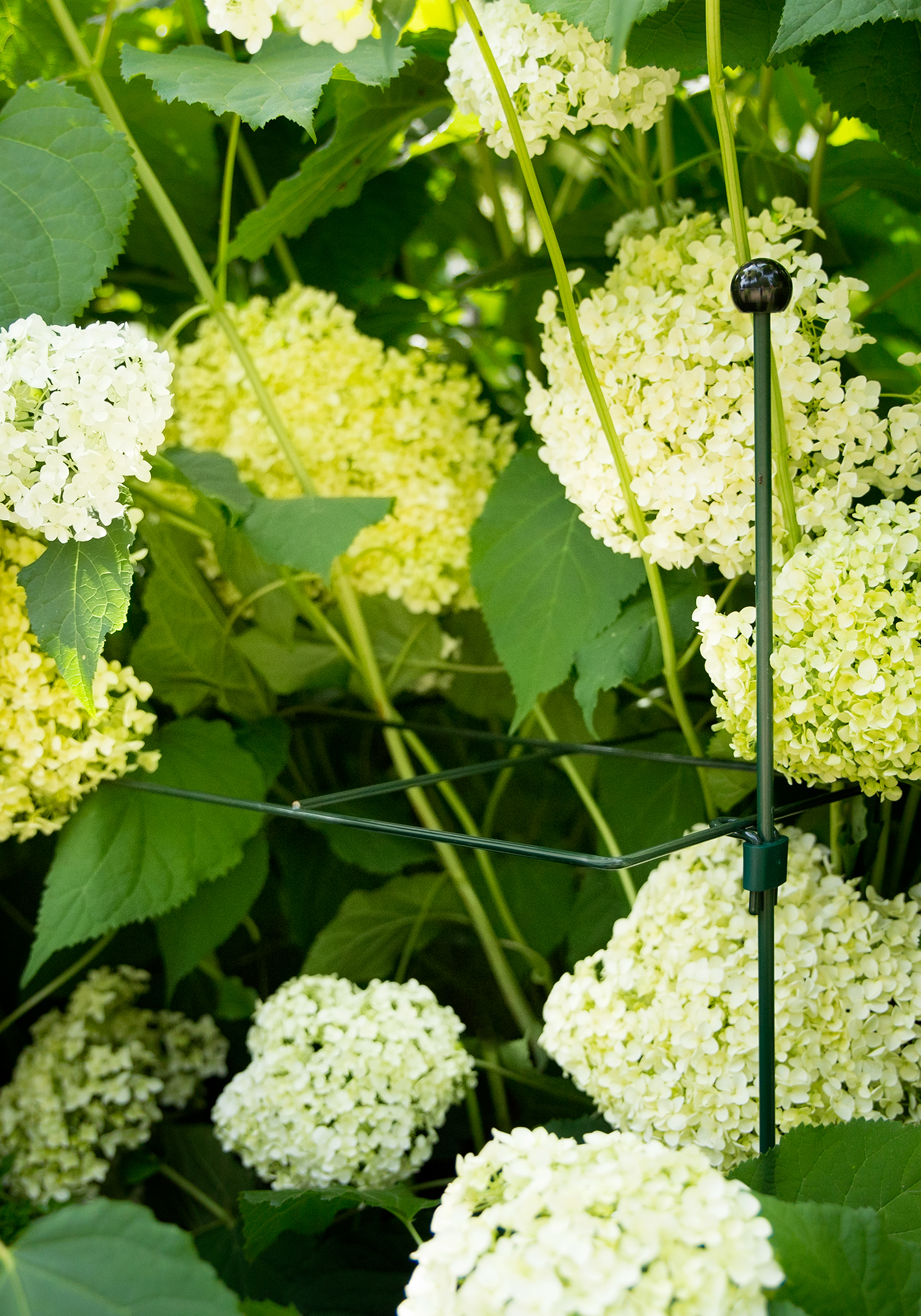 Peacock Stützgitter für Hortensia Annabelle